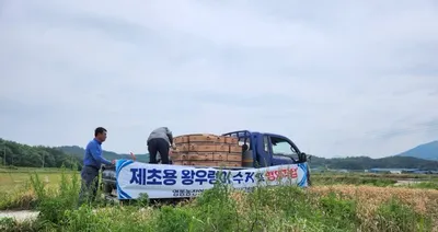 왕우렁이 피해 예방, 강진군 1억 원追加 편성…869ha 약제 지원
