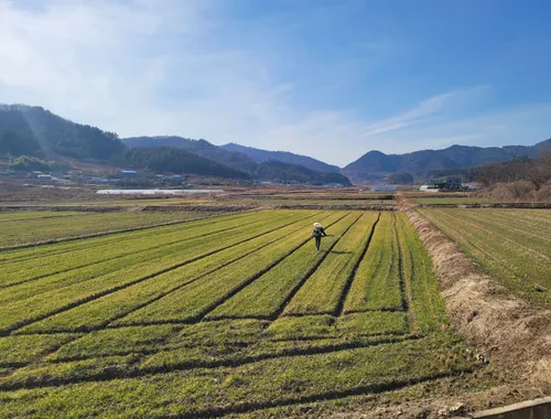 보성군, 맥류 생육 재생기 시작… 요소 웃거름 적기 시비 당부