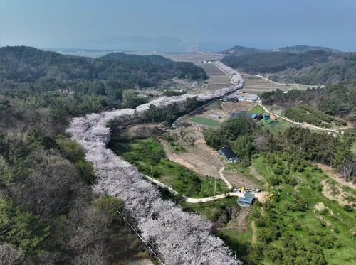 봄의 서랍을 열다, 벚꽃·노을·피톤치드 가득한 고흥으로
