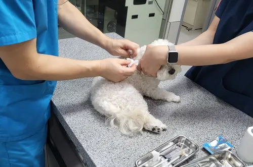 설 연휴 반려동물 응급진료 안내…광주, 12개 병원 운영