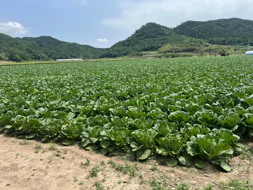 전남도, 봄무·봄양배추 재배 의향면적 조사