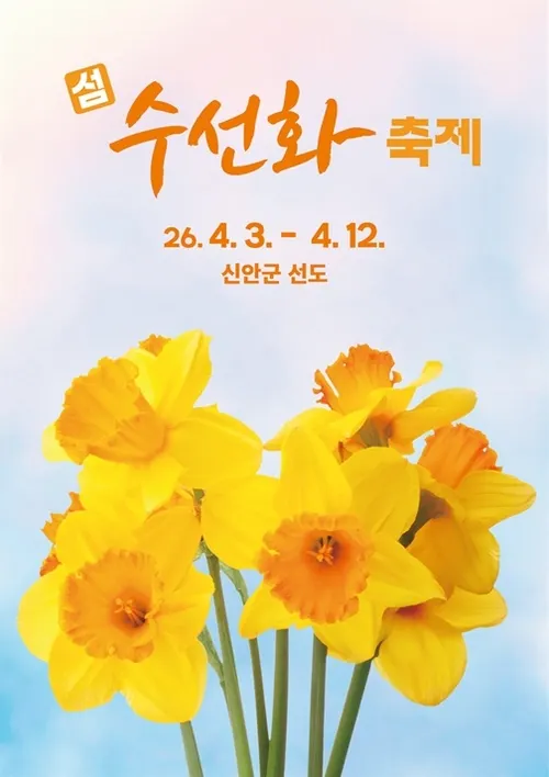 신안 선도 237만 송이 수선화, 섬을 황금빛으로 물들인다